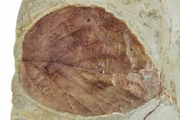 Fossil Leaf (Beringiaphyllum) - Montana #262489